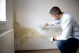 Best Biohazard Mold Removal  in Cashton, WI